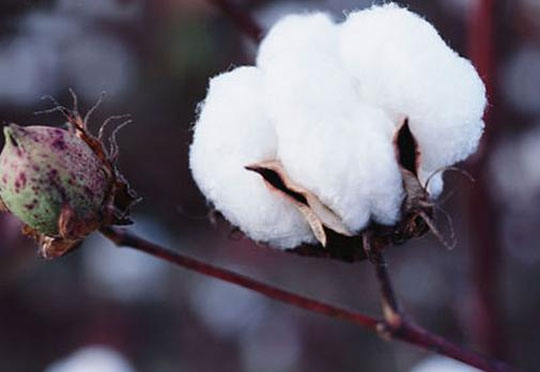 棉花市场如何在瞬息万变的环境中立于不败之地