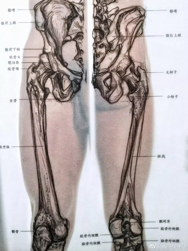 7,参考书中的骨骼肌肉图片,看一下大转子的大小和结构,这个很重要!