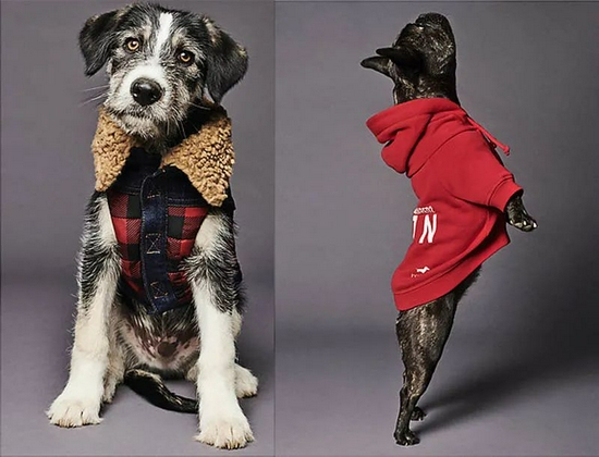 Dsquared2 与 Poldo Dog Couture 推出联名系列