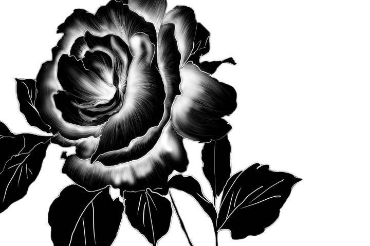 black rose
